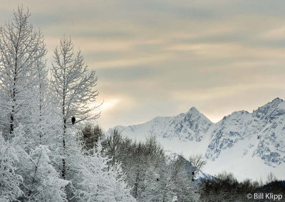 Chilkat River Valley   9