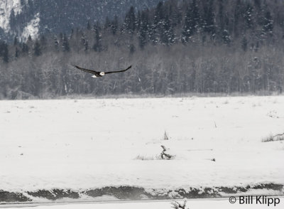 Bald Eagle in Flight   2