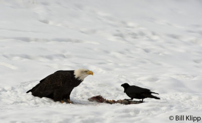 Bald Eagle &  Raven  2