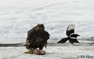 Juvenile Bald Eagle & Magpie  1