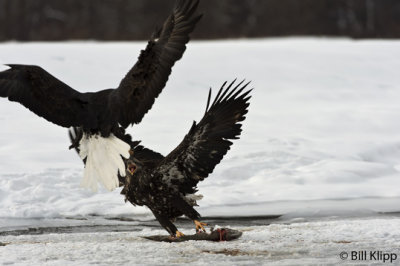 Adult Bald Eagle chasing off a juvenile  3