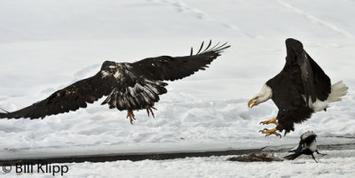 Adult Bald Eagle chasing off a Juvenile  1
