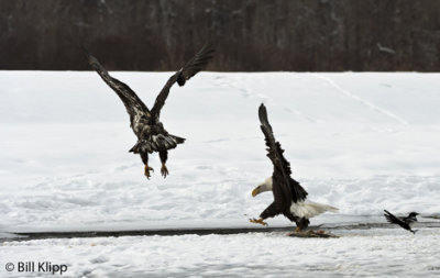 Adult Bald Eagle chasing off a juvenile  2