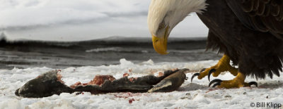 Bald Eagle Feeding on Salmon   3
