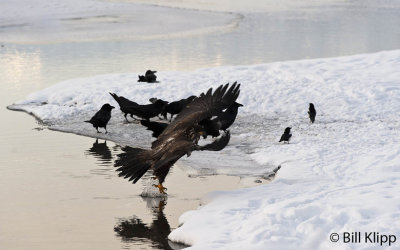 Juvenile Bald Eagle taking off  1 