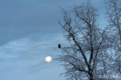 Bald Eagle at Moonset     2