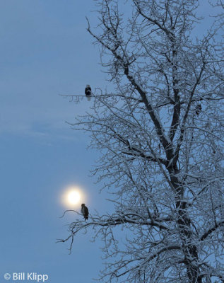 Bald Eagles at Moonset     4