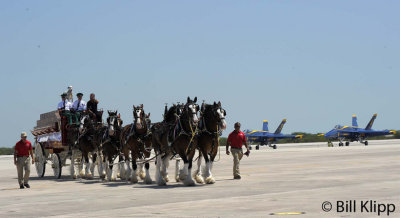 Budweiser Clydesdales  1