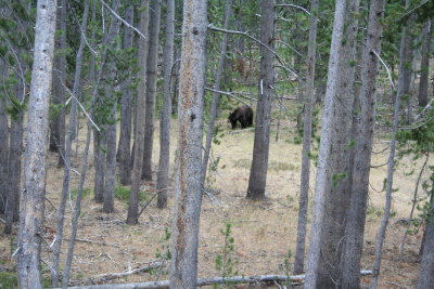 Yellowstone National Park