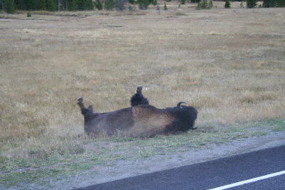 Yellowstone National Park