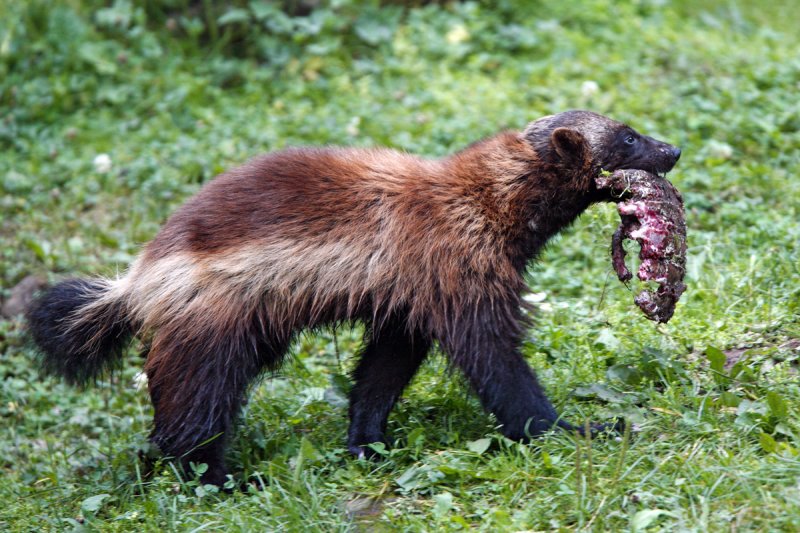 Wolverine (Jrv)