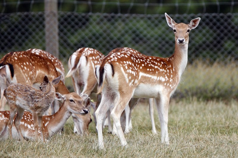 Fallow Deer (Dovhjort)