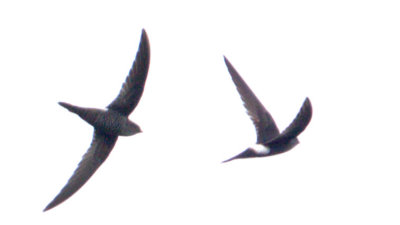 Pacific Swift