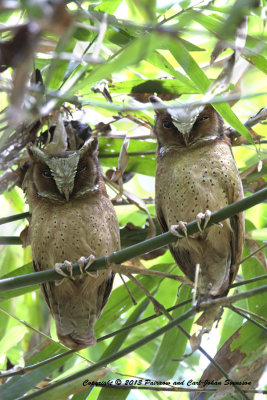 468 - White-fronted Scops-Owl