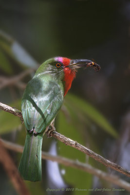 Red-beared Bee-eater (female)