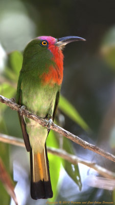 385 ::Red-beared Bee-eater::