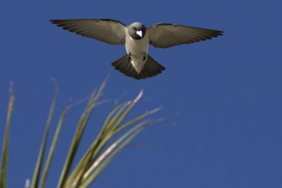 White-breasted Wood Swallow
