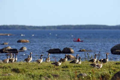 Greylag Goose / Grgs