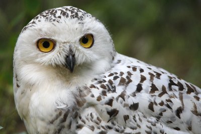 Snowy Owl