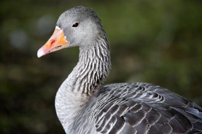 Grey-lag Goose / Grgs