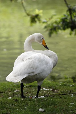 Whooper Swan / Sngsvan