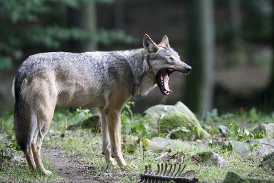 Wolf (Varg)