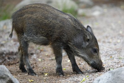 Wild boar piglet (vildsvinskulting)