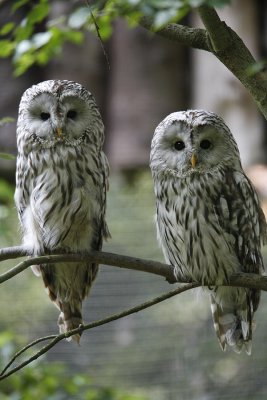 Ural owl / Slaguggla