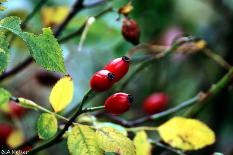 Rose hips..