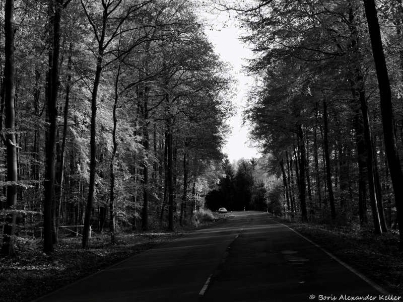 The road in autumn..