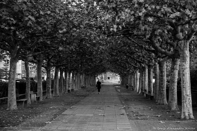 Avenue of trees