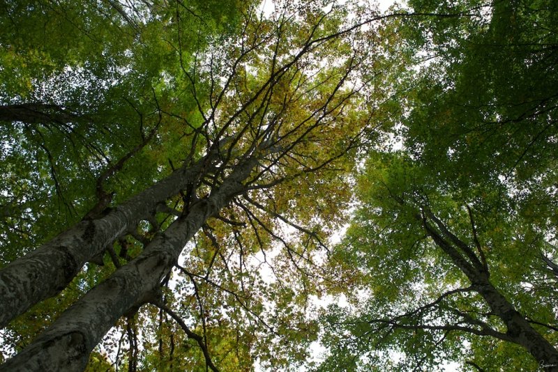 Foresta del Cansiglio