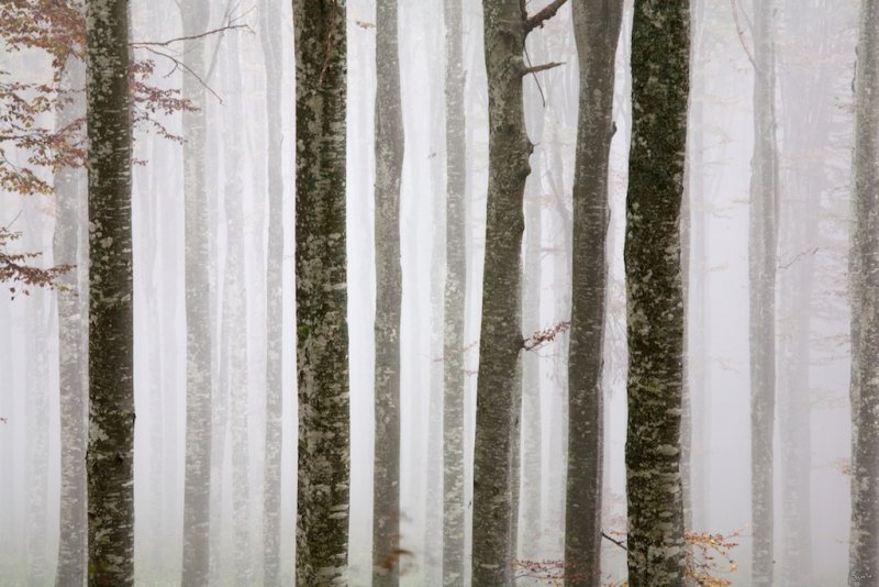 Foresta del Cansiglio