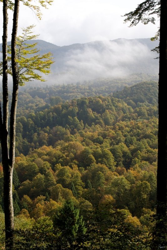 Foresta del Cansiglio