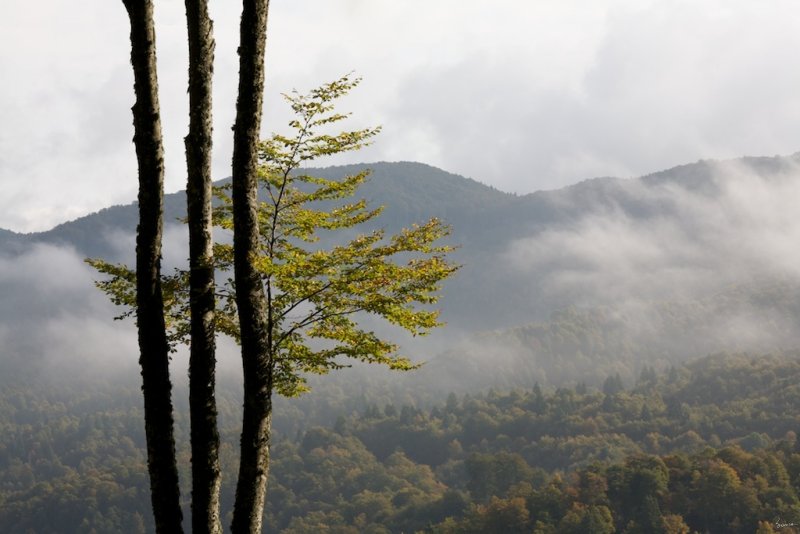 Foresta del Cansiglio