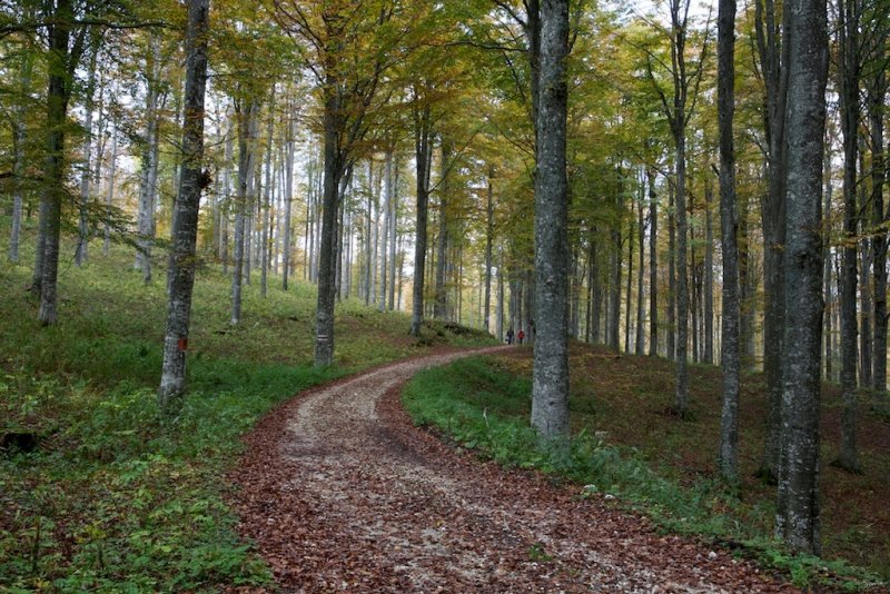 Foresta del Cansiglio