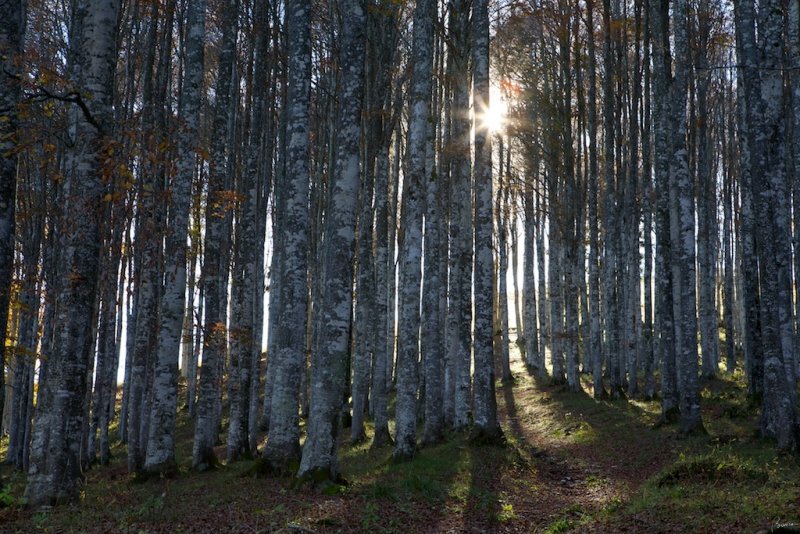 Foresta del Cansiglio