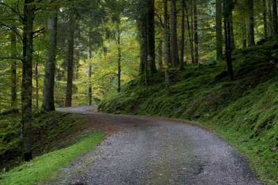 Foresta del Cansiglio