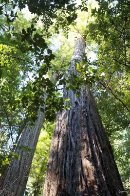 Redwood Forest