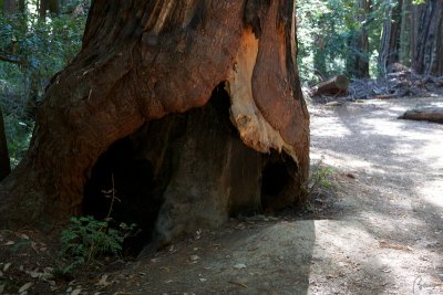 Redwood Forest