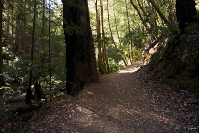 Redwood Forest