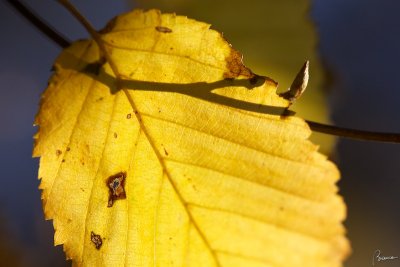 shadows on yellow