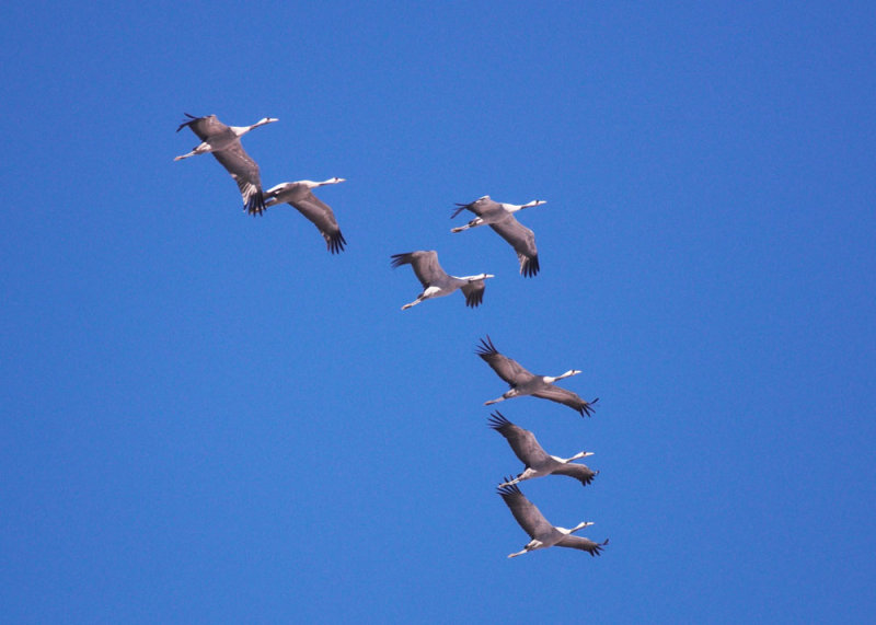 Kraanvogel/Crane