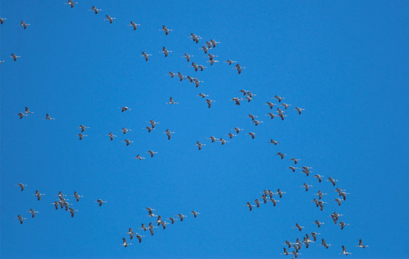 Kraanvogel17 verkleind.jpg