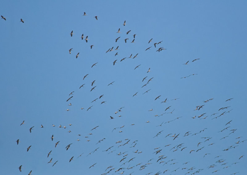 Kraanvogel/Crane