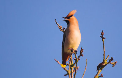 Pestvogel/ Bohemian Waxwing Kalmthout 8/12/2012