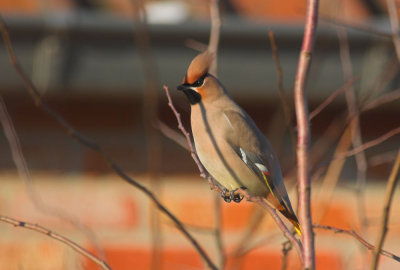 Pestvogel/ Bohemian Waxwing Kalmthout 8/12/2012