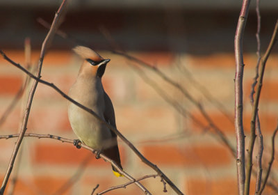 Pestvogel/Bohemian Waxwing Kalmthout 8/12/2012