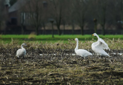 Kleine en Wilde Zwaan / Bewick's Swan and Whooper Swan Wuustwezel 29-12-2012