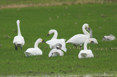 Kleine Zwanen/Bewick's Swans Wuustwezel 29-12-2012